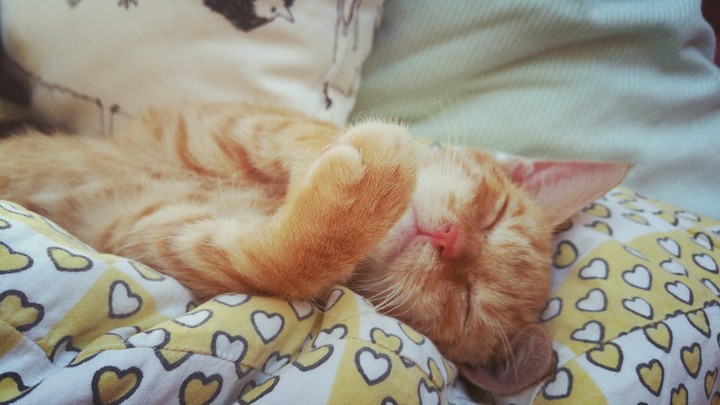 My little cat Orion