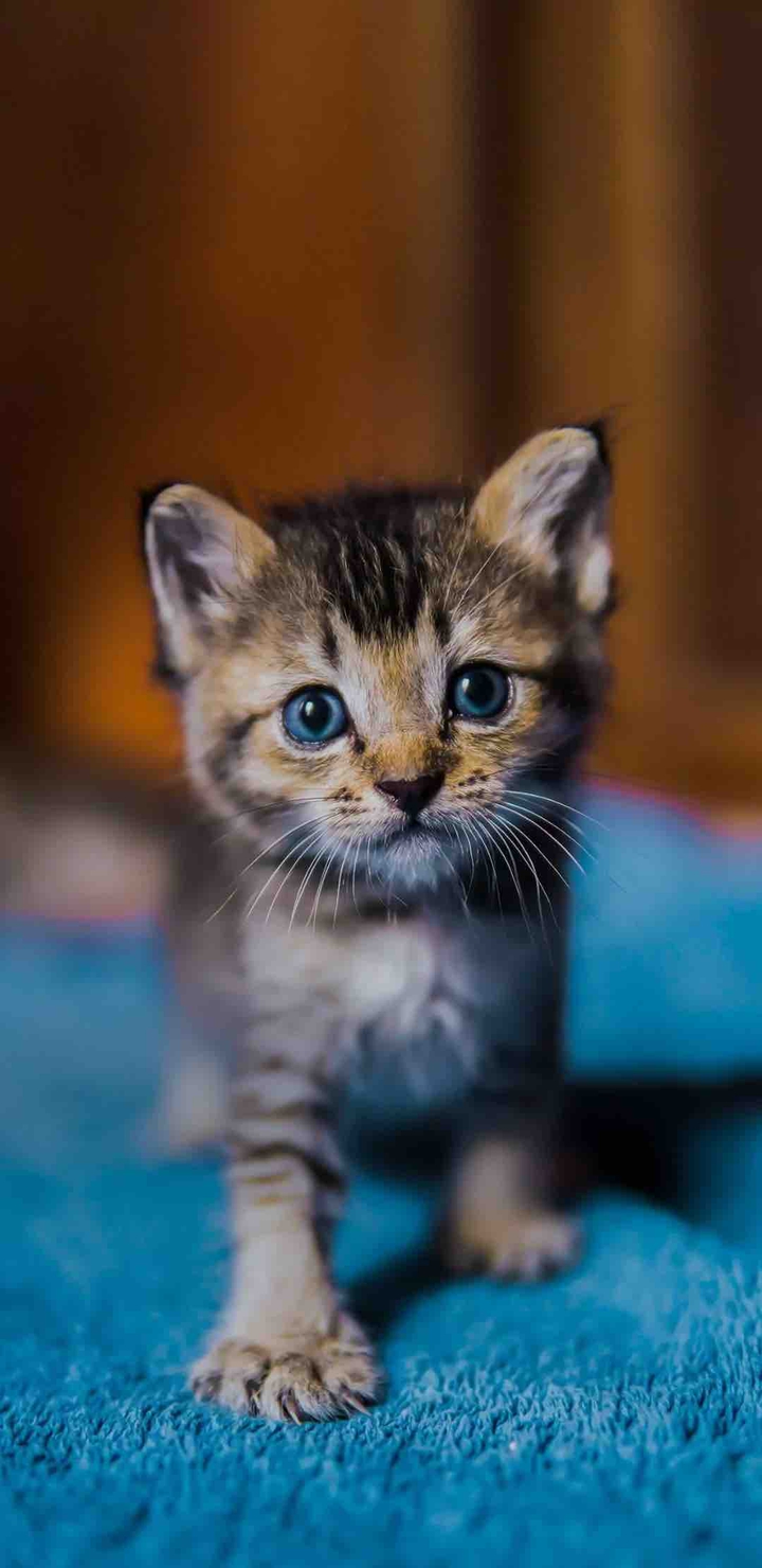 Cute Cat