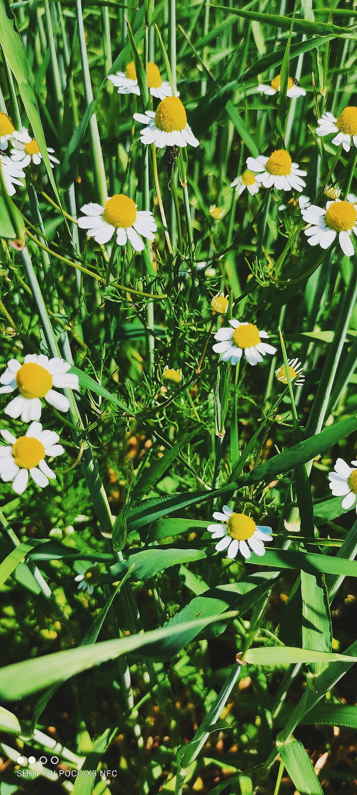 ромашки