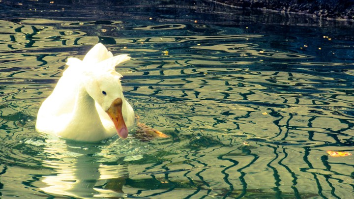 duck