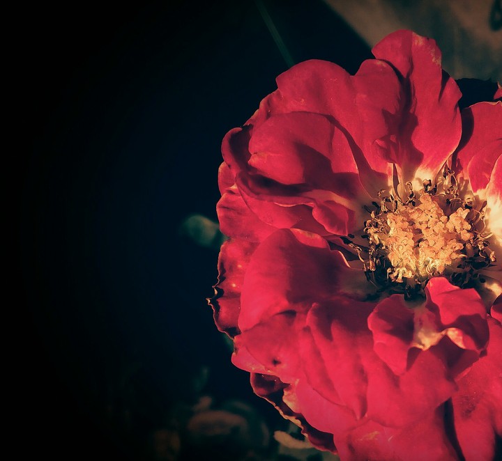 rose