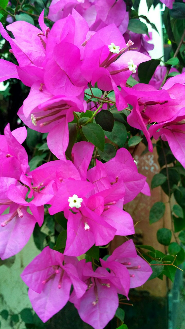 pink beauty