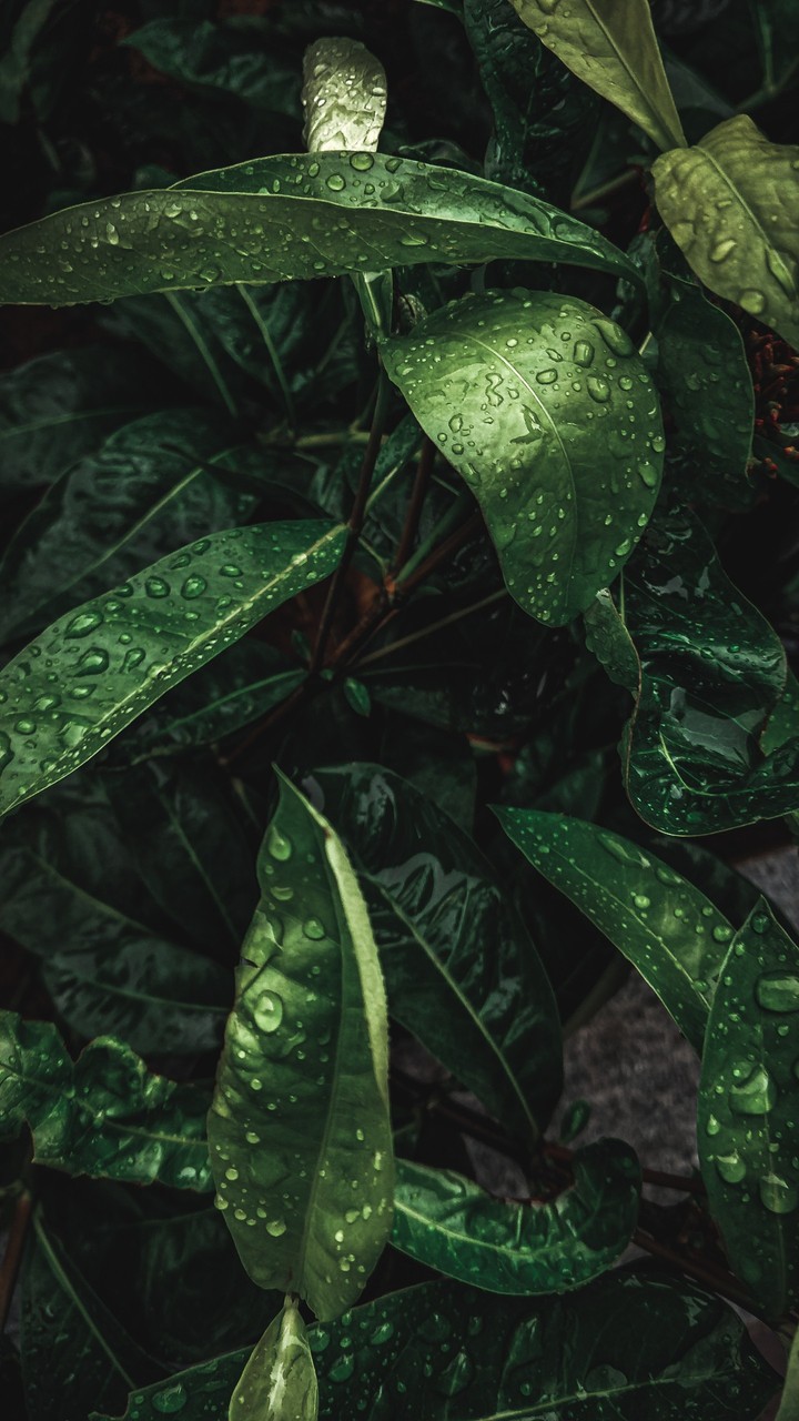 Inside Nature