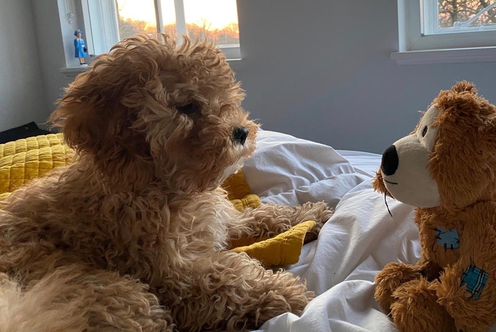 Cavapoochon