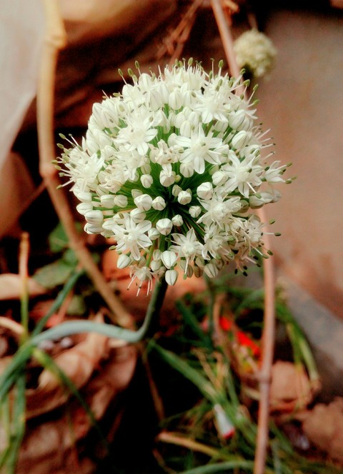 flower