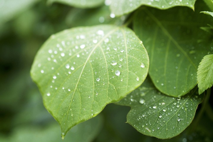 Wet Leaves !!!