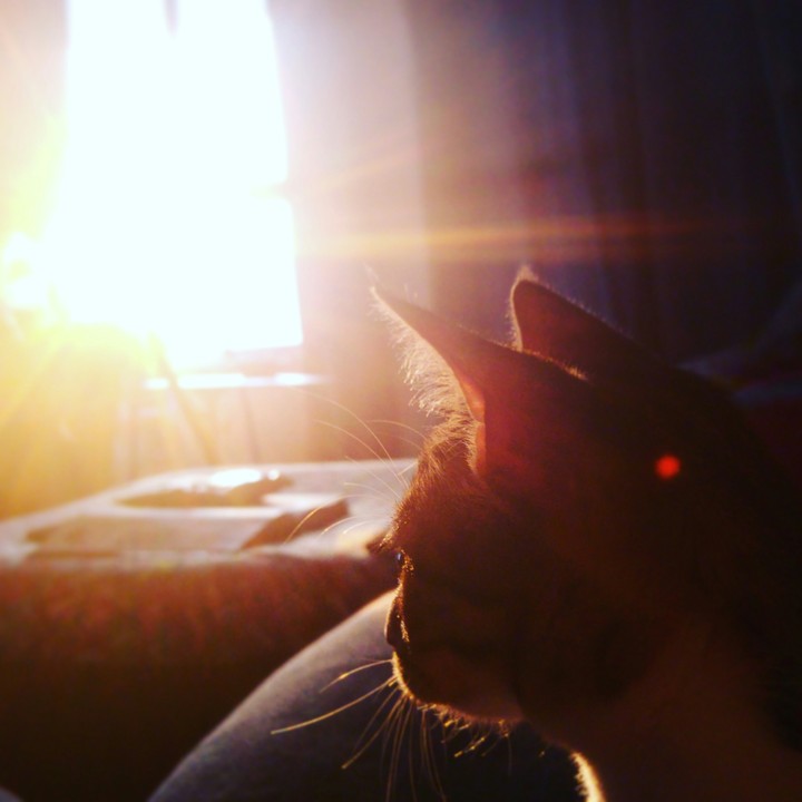 cat