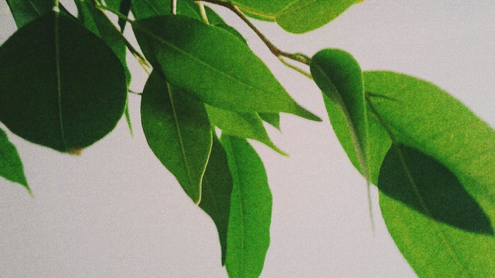 plant