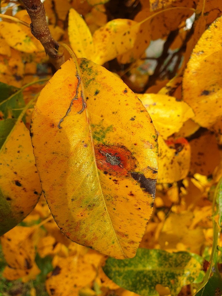 autumn