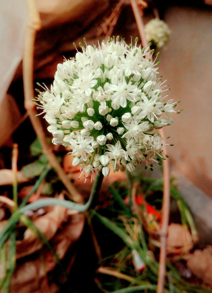 flower 