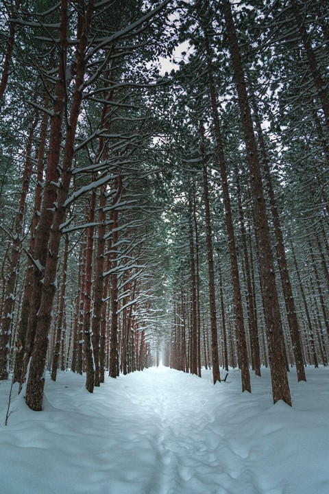 forest