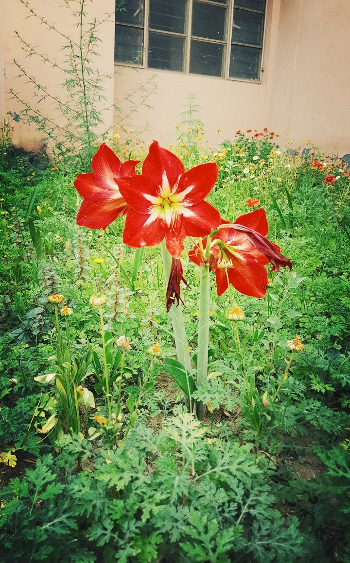 Red Flower