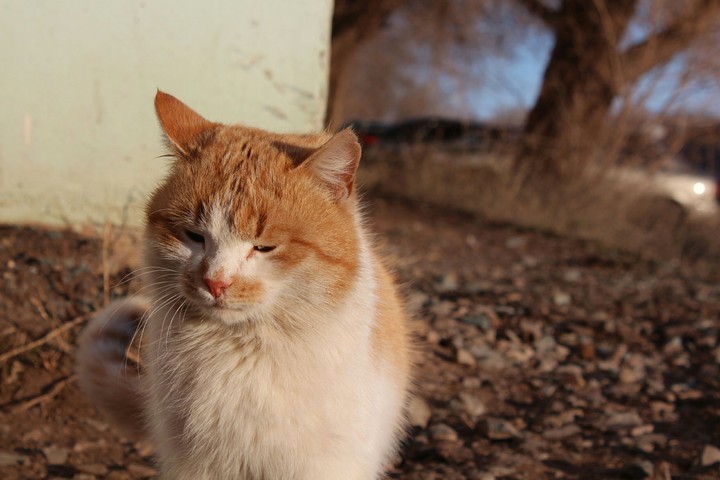 A cat. Part 2