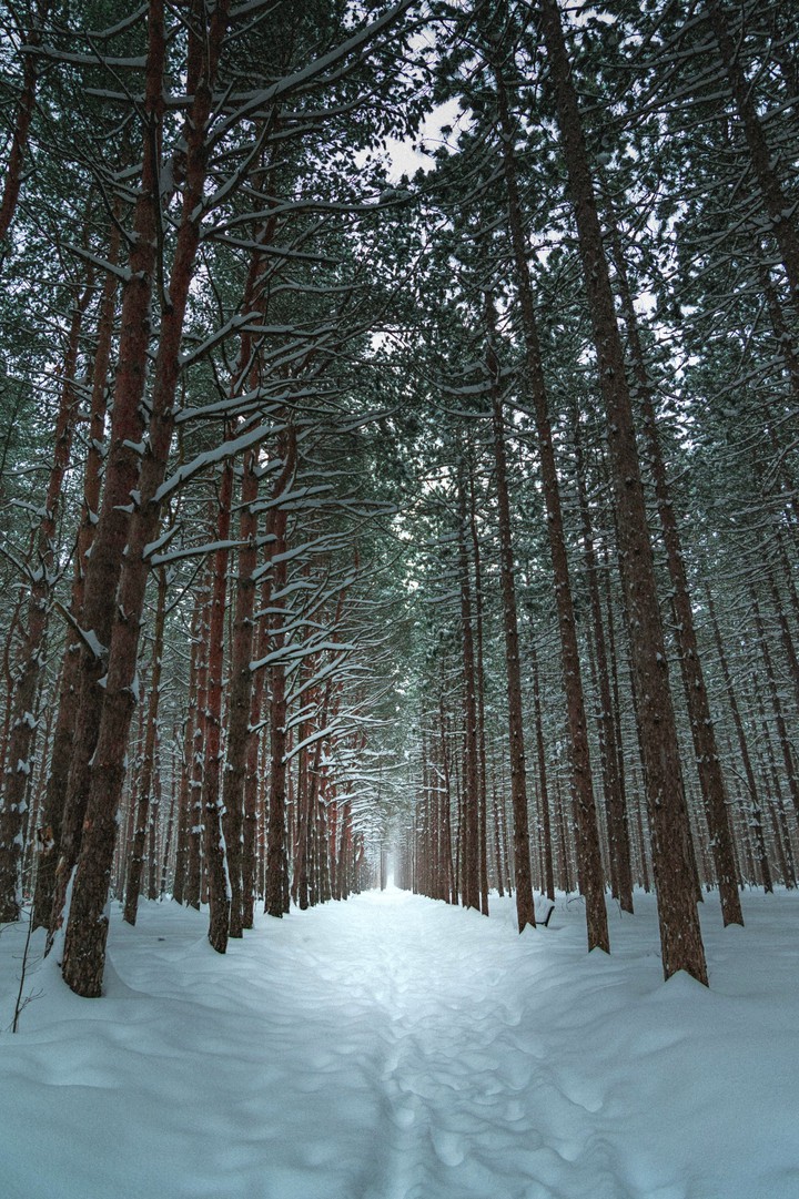 forest