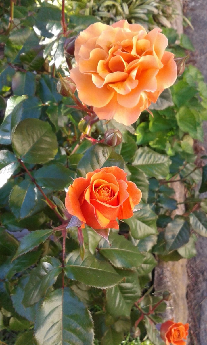 rose