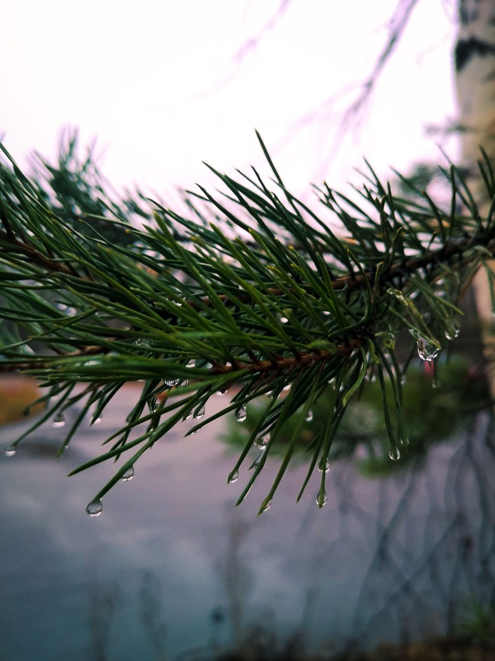 pine-tree