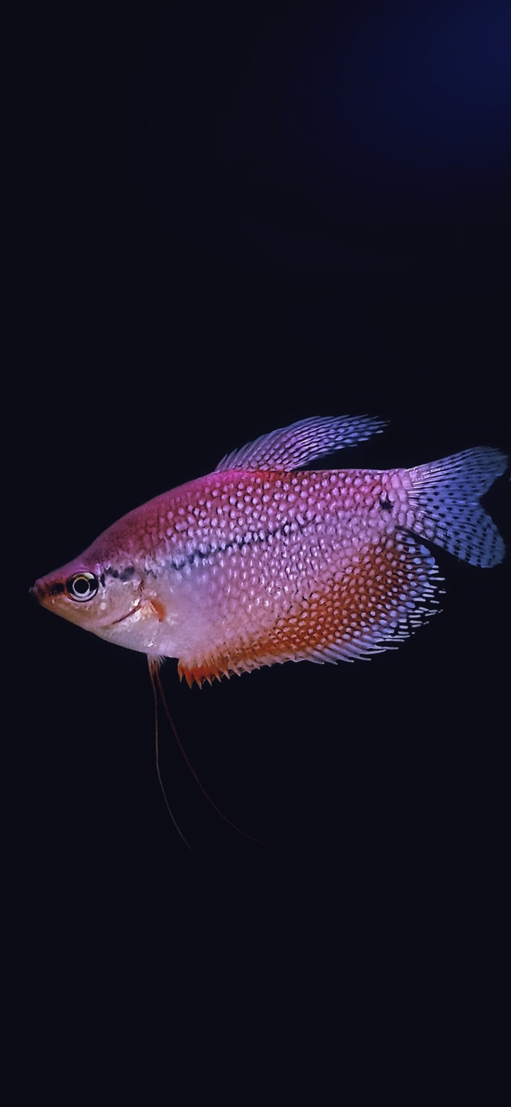 Pearl Gourami