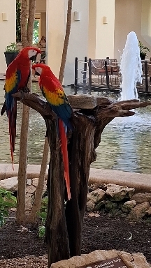 GUACAMAYAS