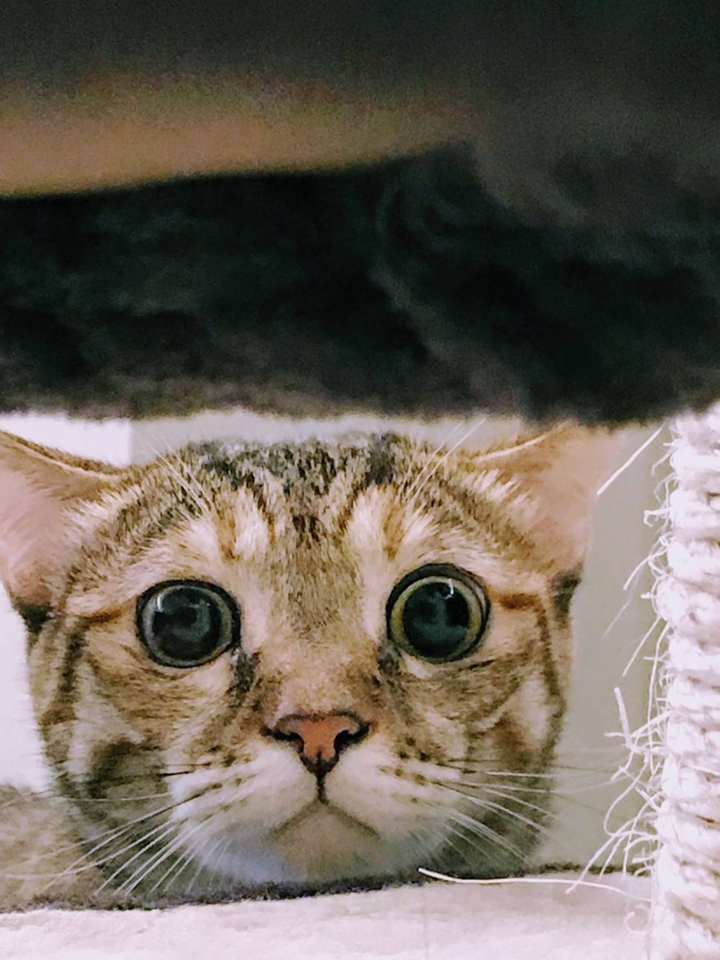 cat
