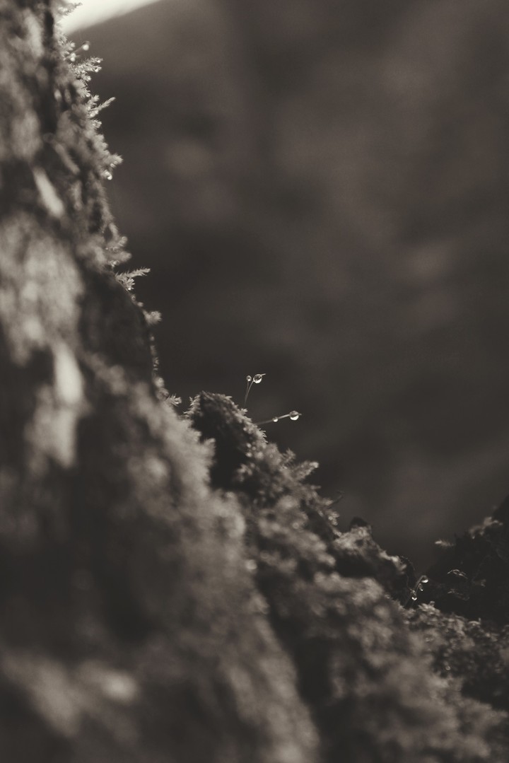 Drops