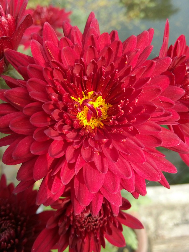 Yellow in Red