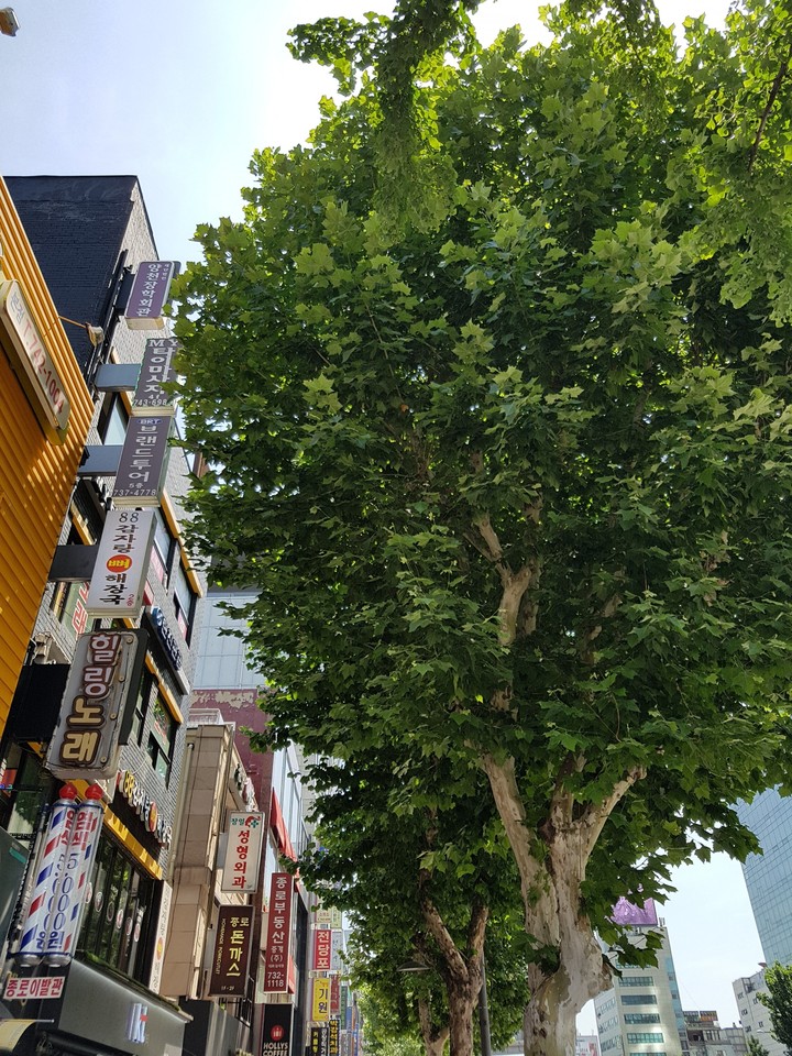 서울거리
