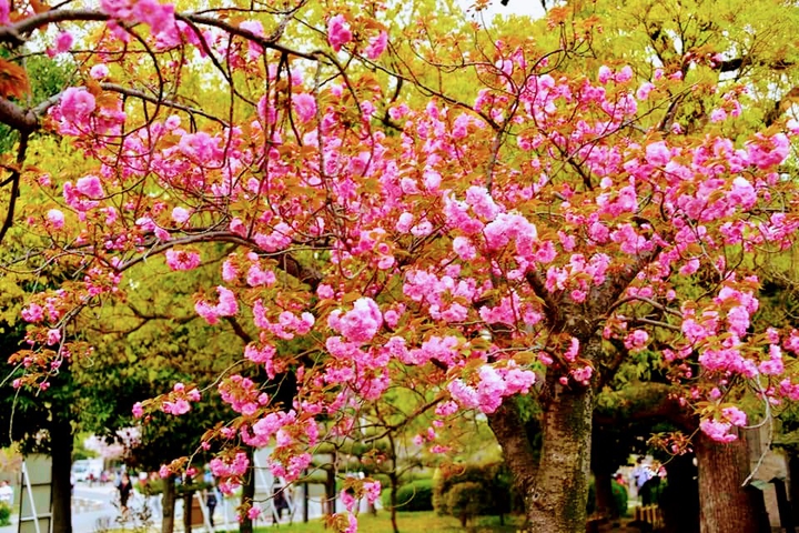Spring