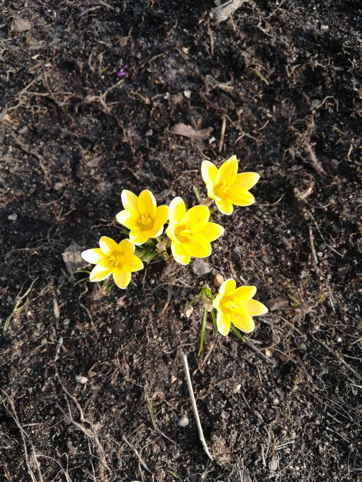 First flowers