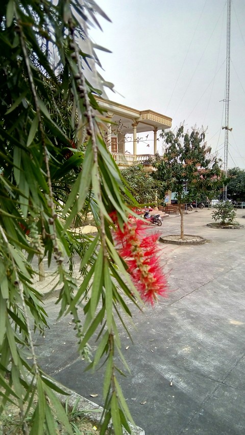 Salix flower