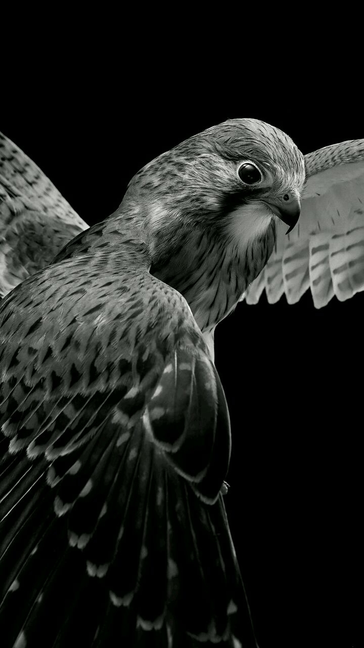 bird