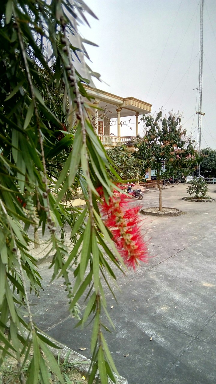 Salix flower