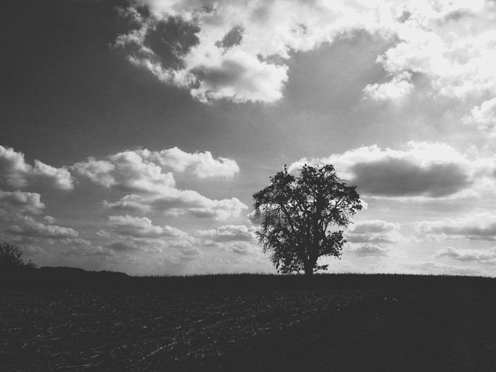 tree