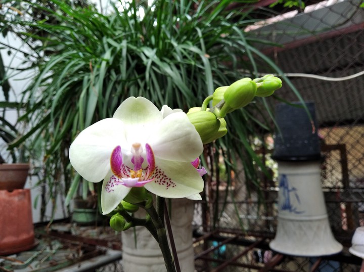 My orchid