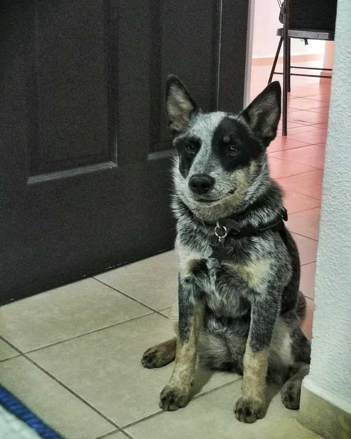 Bluey