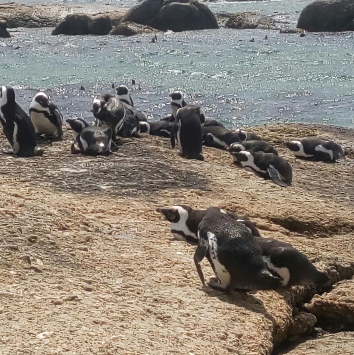 African Penguins Socializing