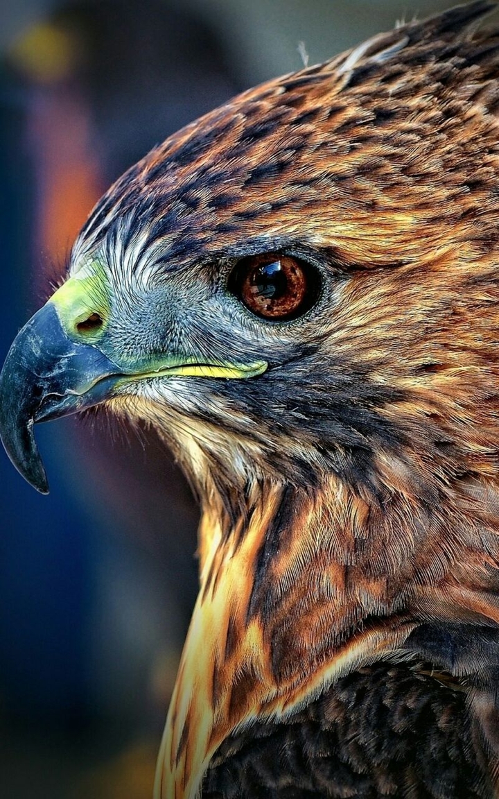 falcon