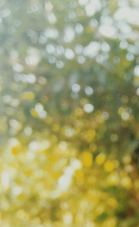 bokeh