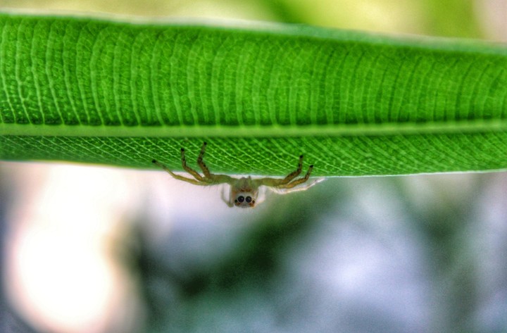 spider