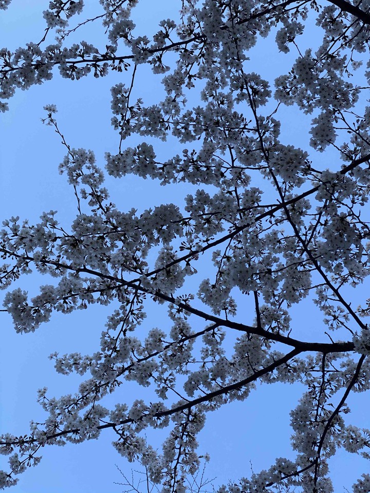 벚꽃