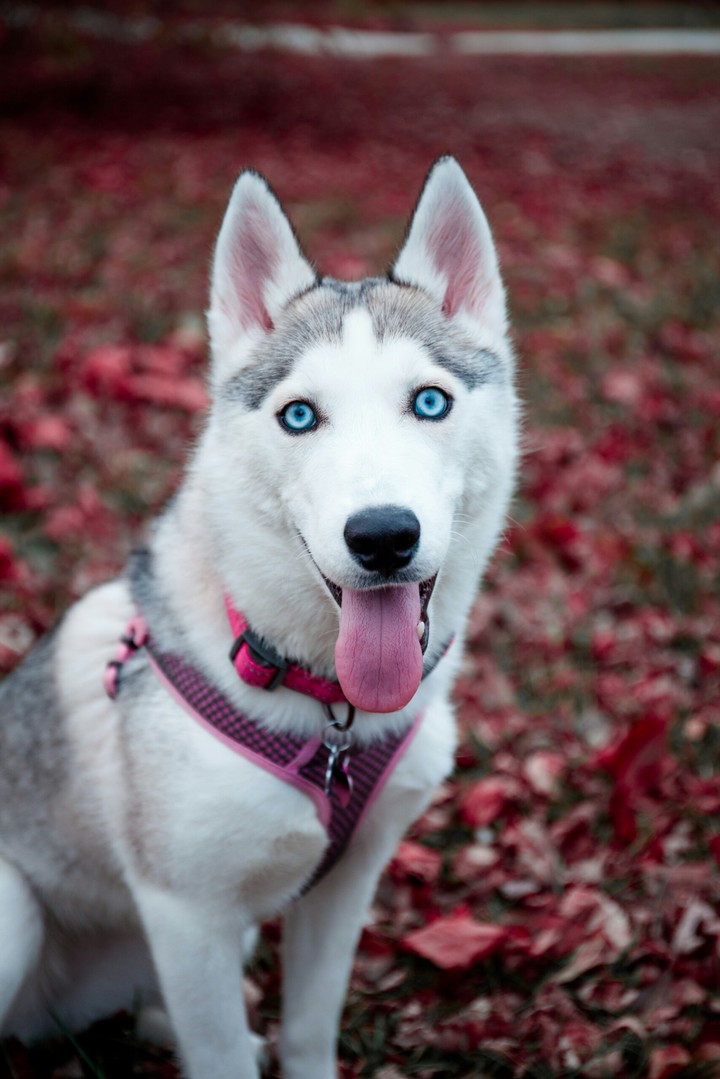 dog
