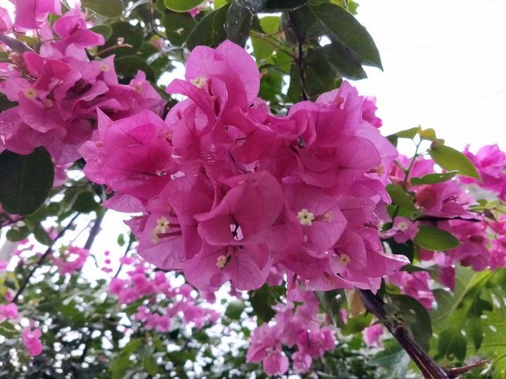 flowers