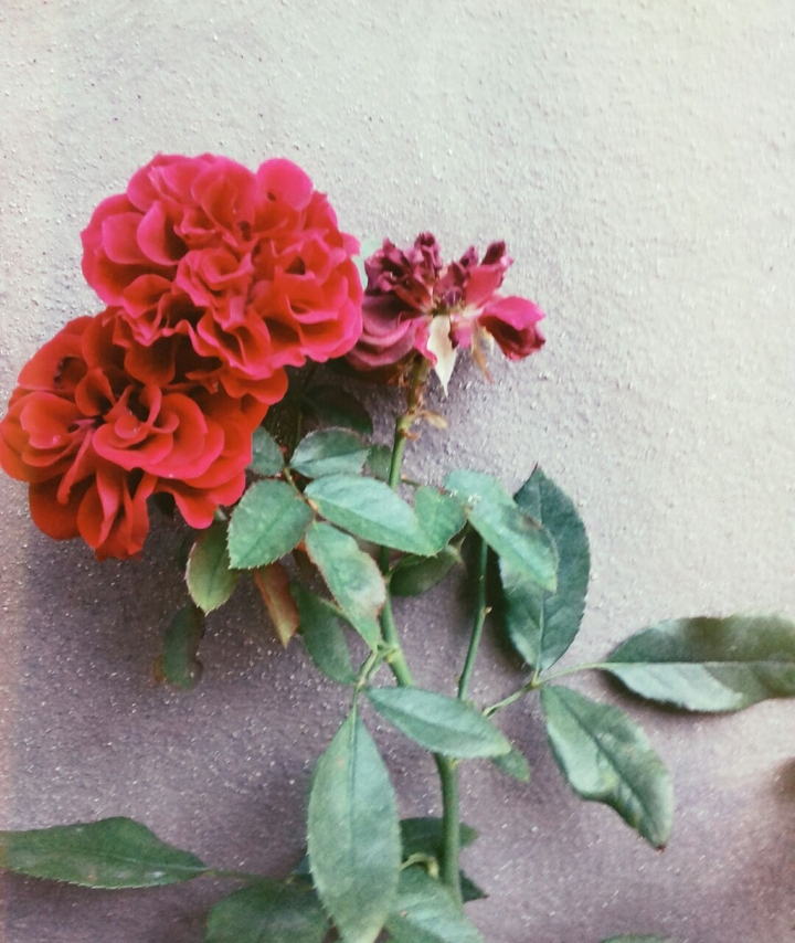 ~clavel~