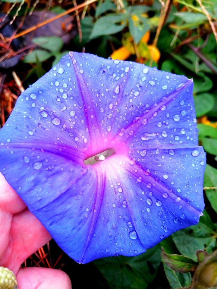 Blossom