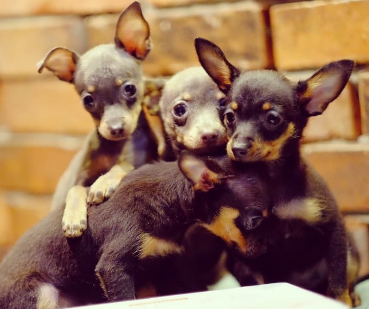 sweet family