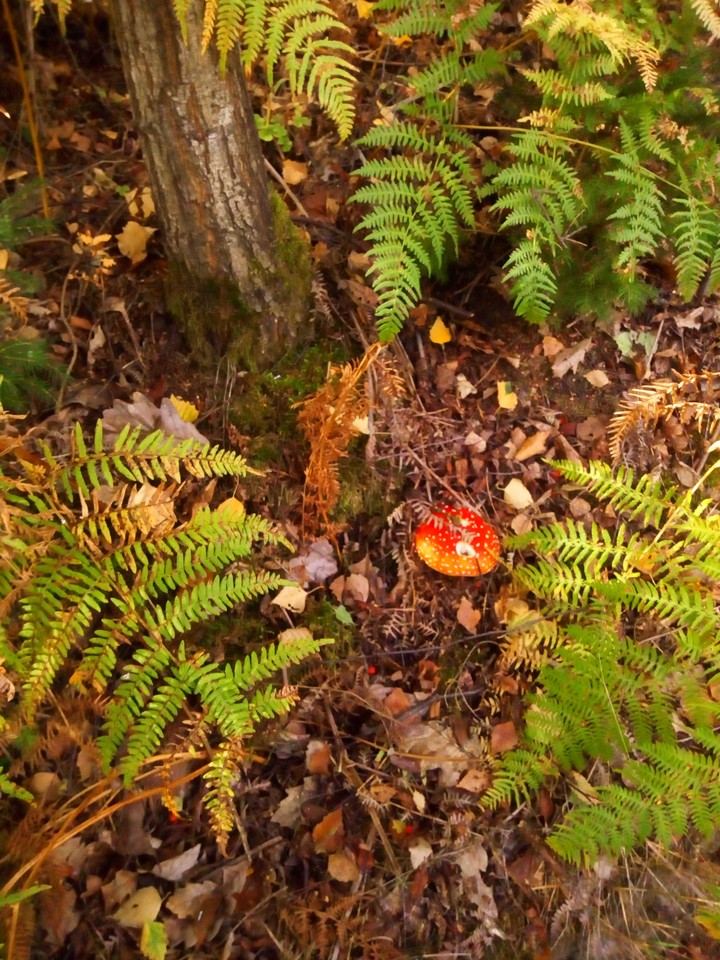 toadstool