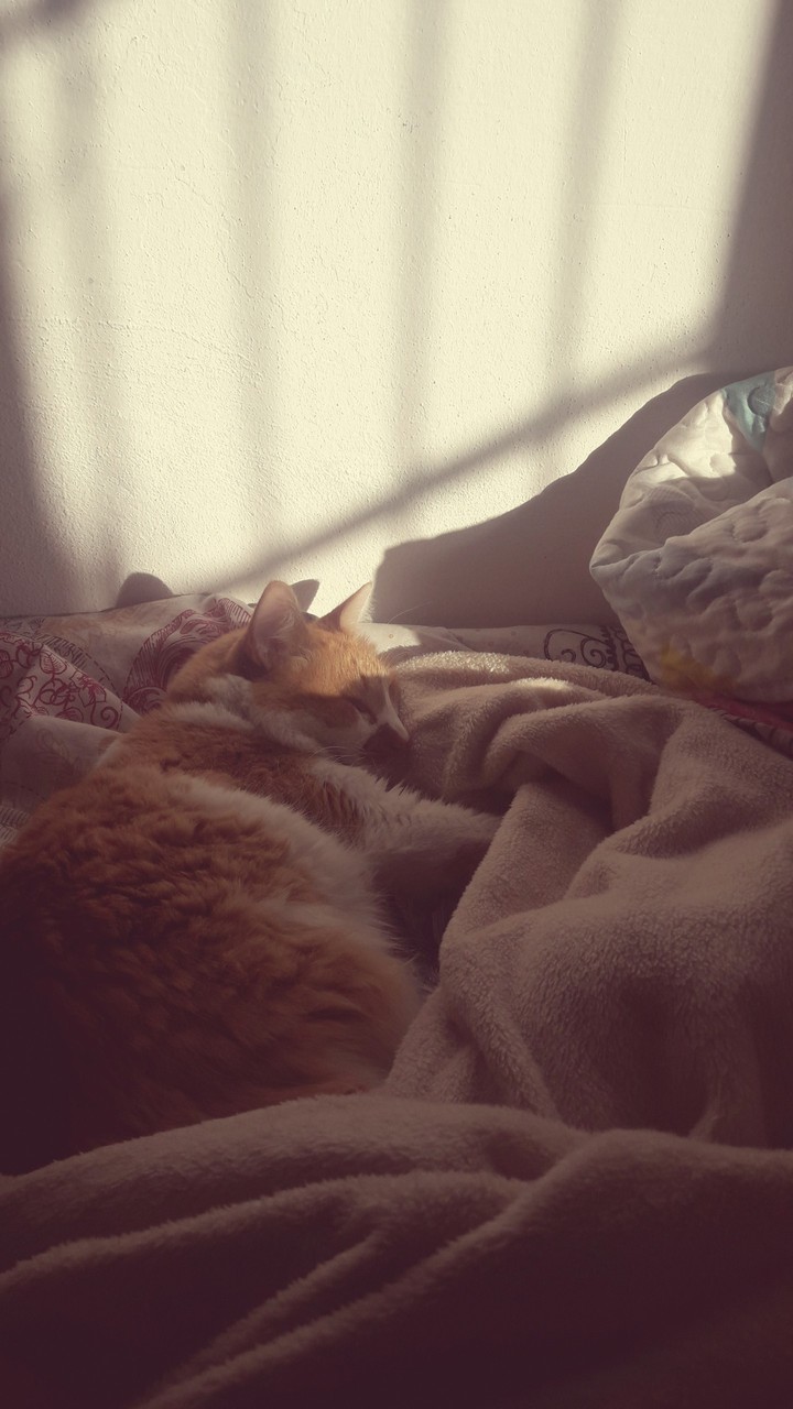 zari cat