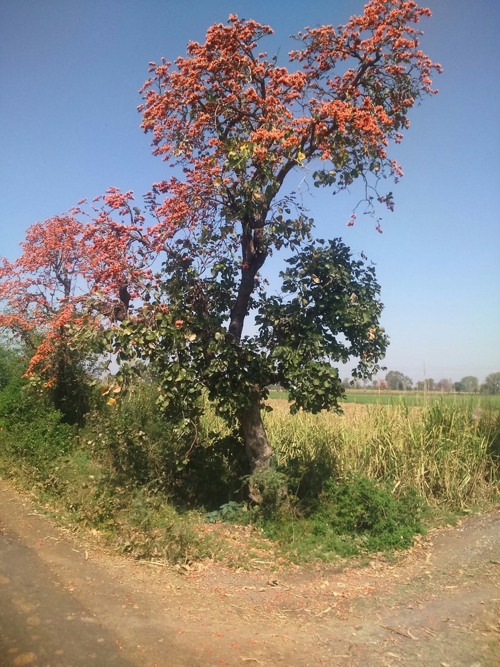 flowering tesu in the summer