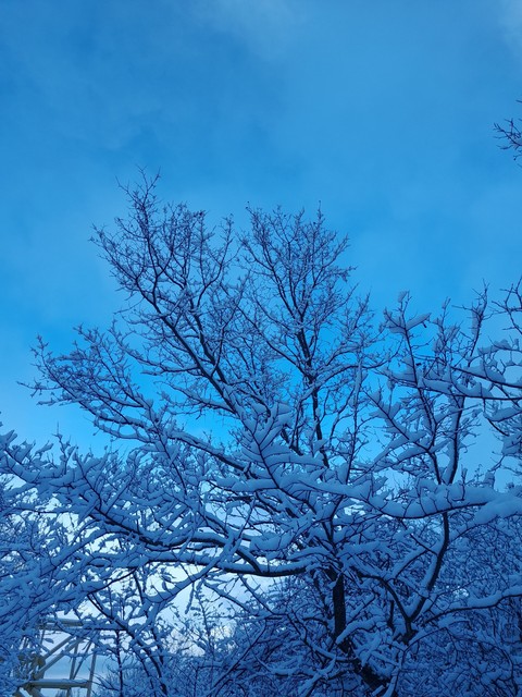 Снежное дерево