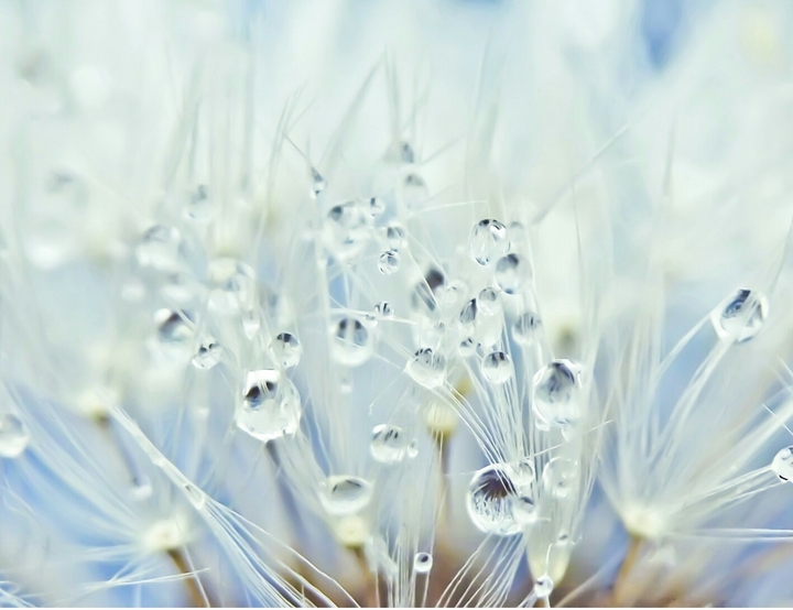 Dandelions with dew drop