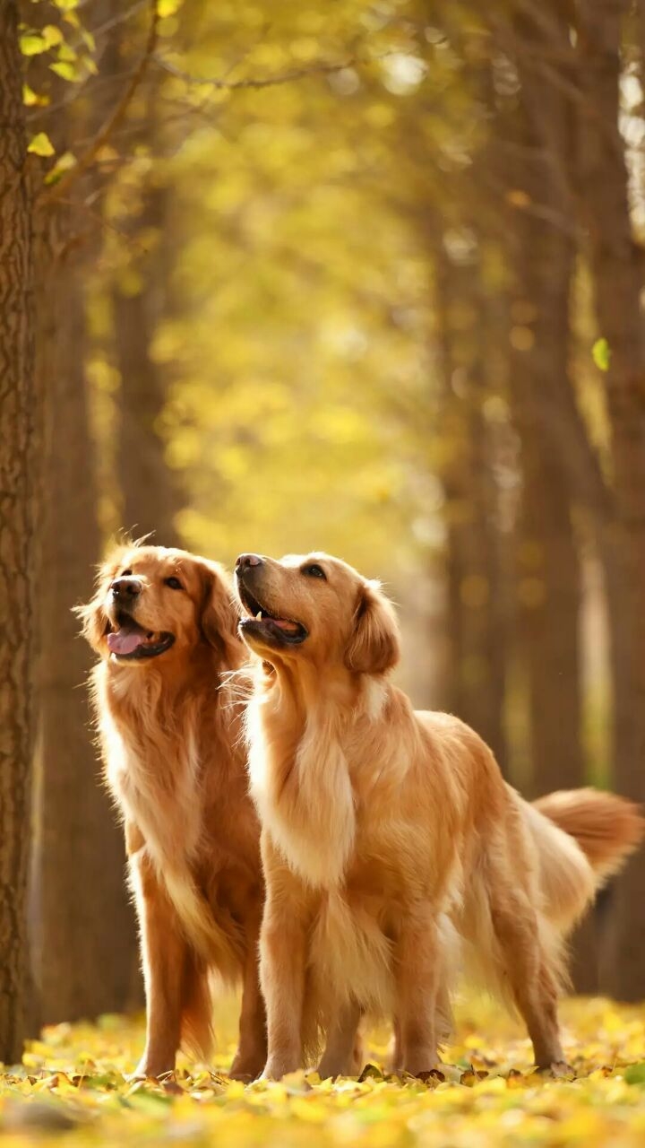dog loves